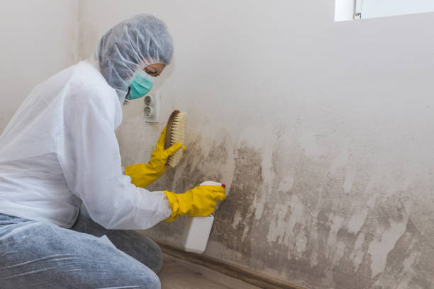 Best Commercial Mold Remediation in Fishers, IN