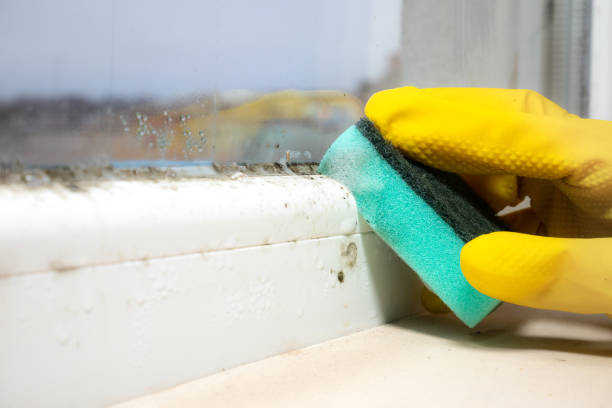 Trusted Fishers, IN Mold Remediation Experts